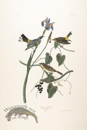Yellow-Crown Warbler